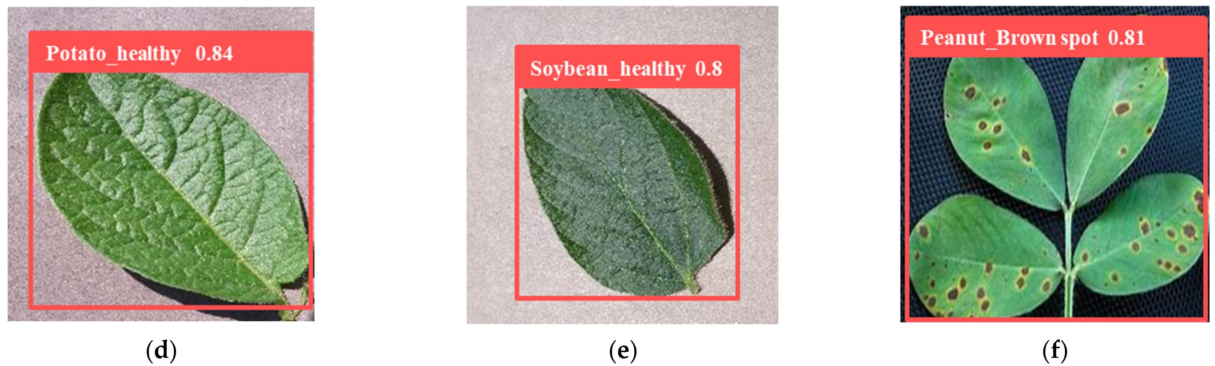 YOLO for Detecting Crop Diseases