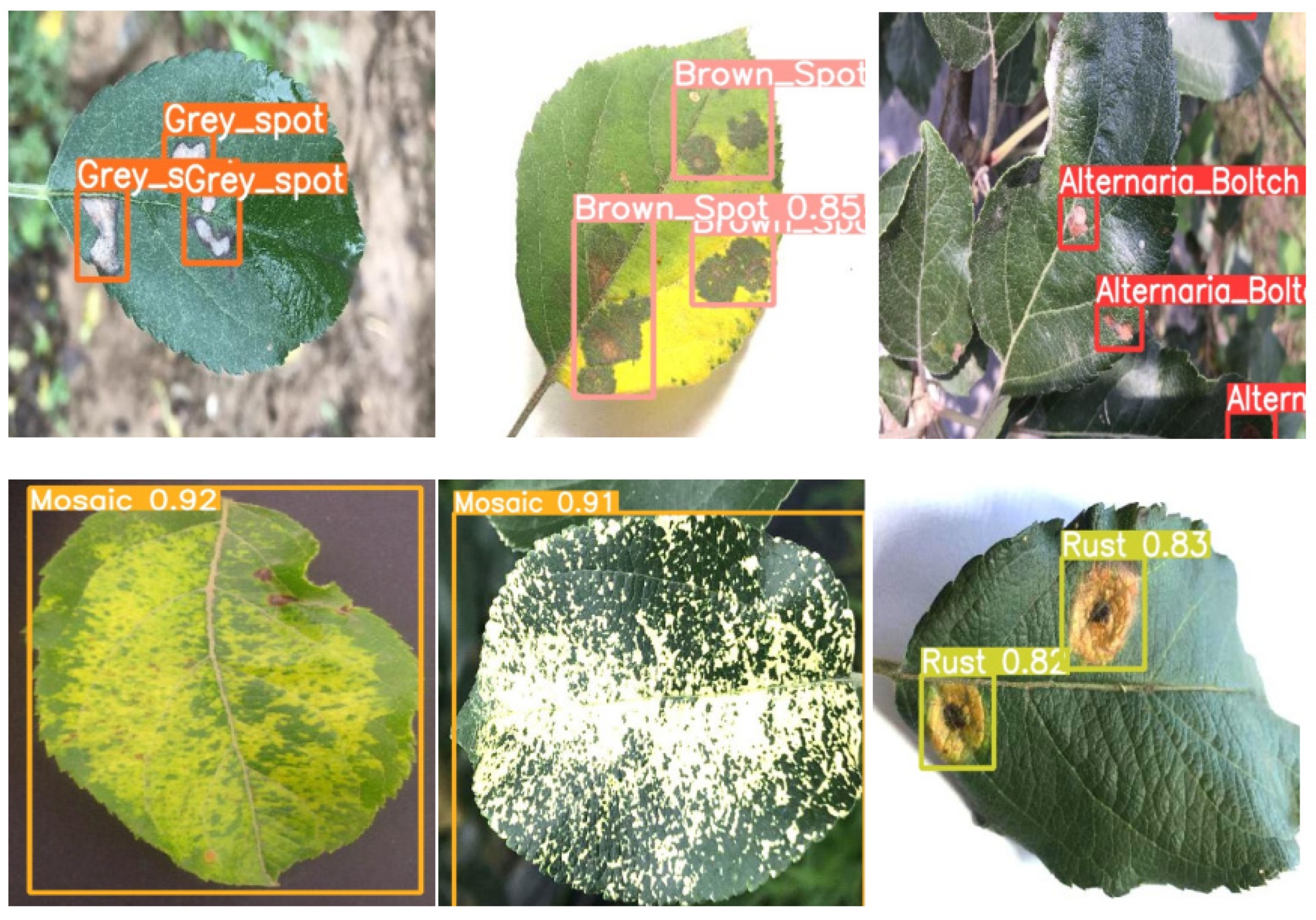 YOLO for Detecting Crop Diseases