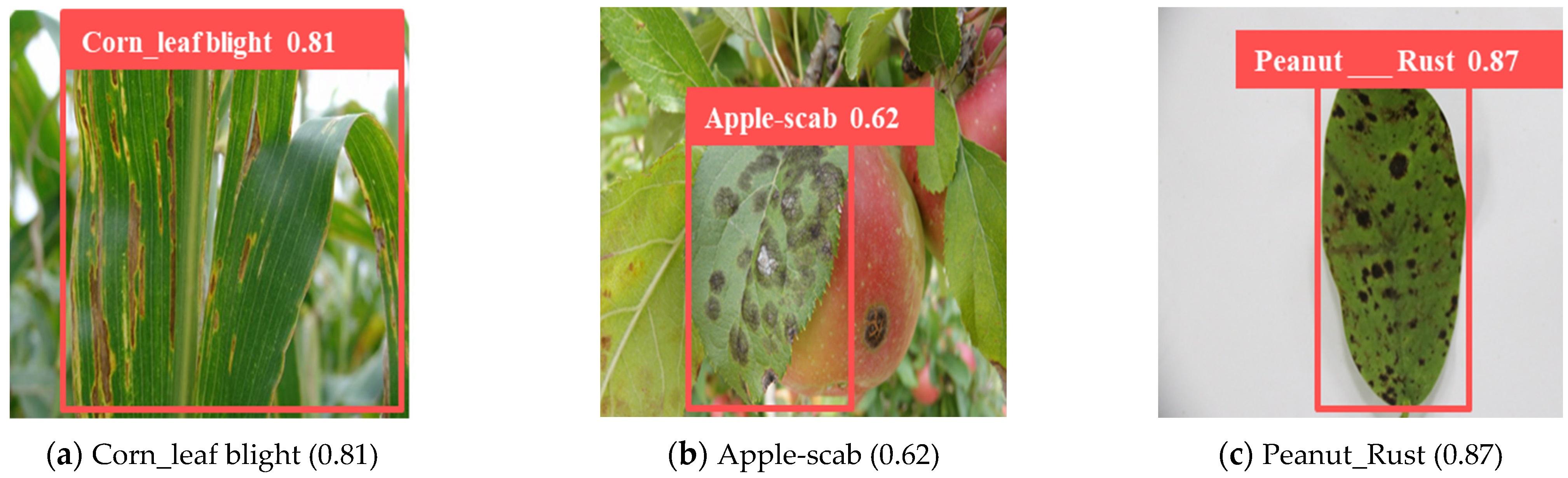YOLO for Detecting Crop Diseases