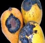 Vegetable and Fruits Image Segmentation and Recognition for fungus detection using MATLAB