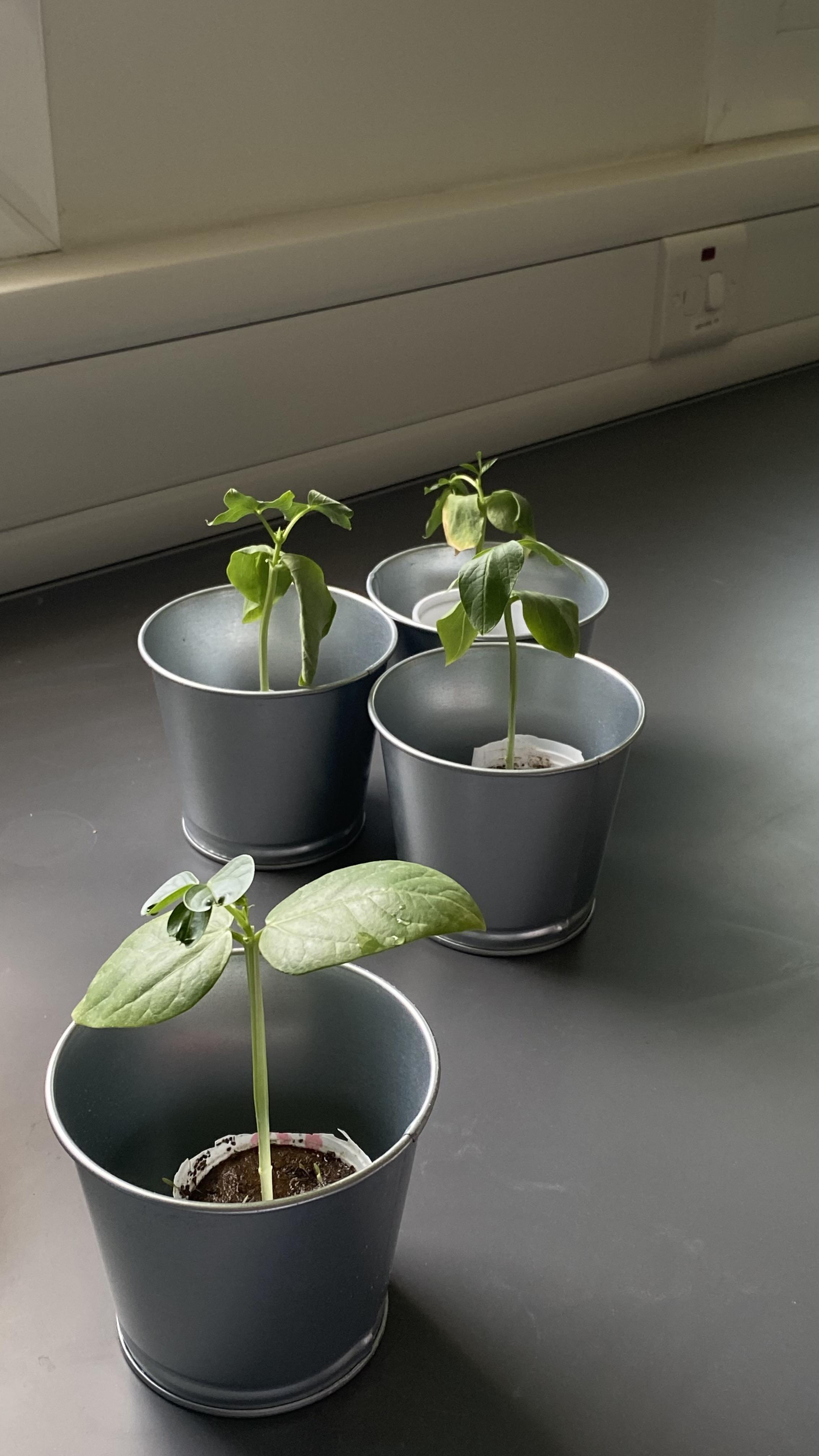 مبيد ديستا العضوي بخاصية التسميد